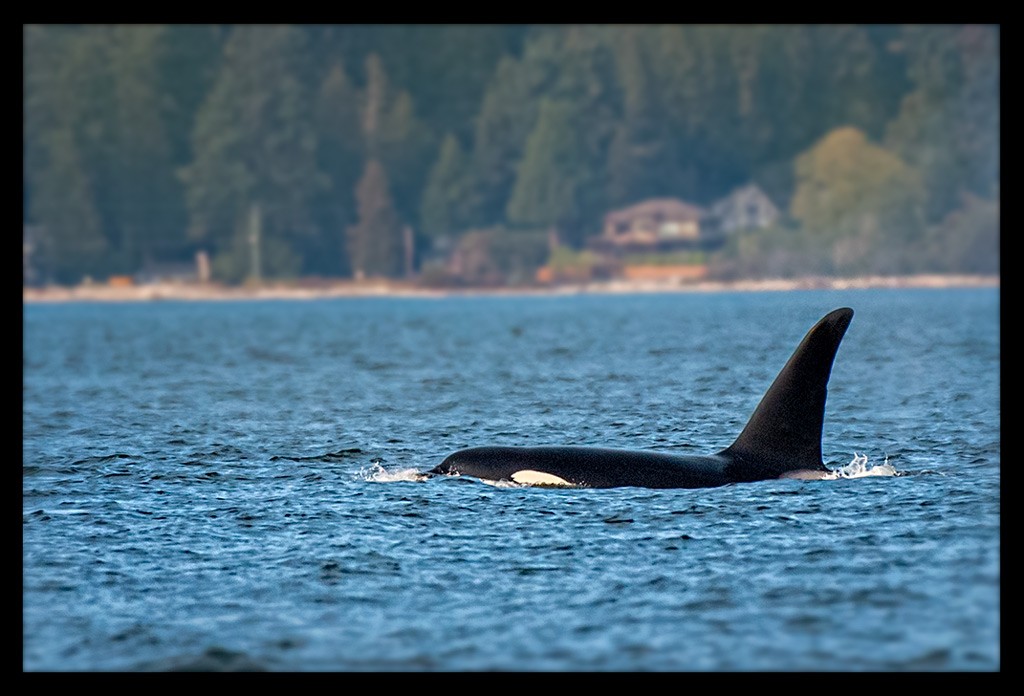 Orca Sichtung in der Straße von Georgia vor Vancouver mit Wild Whales Vancouver Company, British Columbia, Kanada